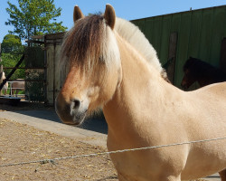 Pferd Iwen von Hofdreilinden (Fjordpferd, 2019, von Iskko)