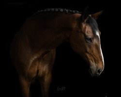 dressage horse Day Lily (Oldenburg, 2013, from Diamond Hit)