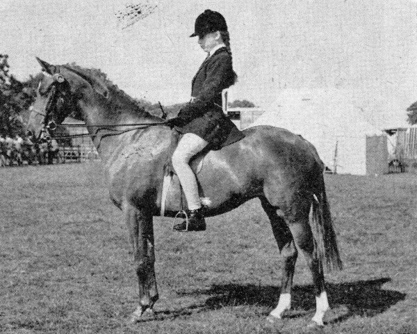 broodmare Whalton Ragtime (British Riding Pony, 1962, from Cusop Vagabond)