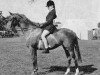 broodmare Whalton Ragtime (British Riding Pony, 1962, from Cusop Vagabond)