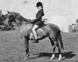 Zuchtstute Whalton Ragtime (British Riding Pony, 1962, von Cusop Vagabond)