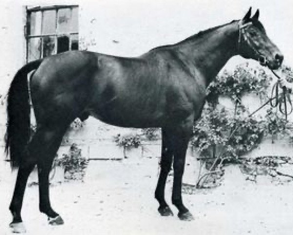 stallion Fujiyama xx (Thoroughbred, 1960, from Krakatao xx)