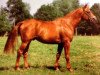 stallion Baladin du Manoir (Selle Français, 1989, from Paladin des Ifs)
