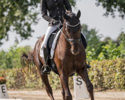 dressage horse Freya-Rudina (Westphalian, 2009, from Fürst Piccolo)