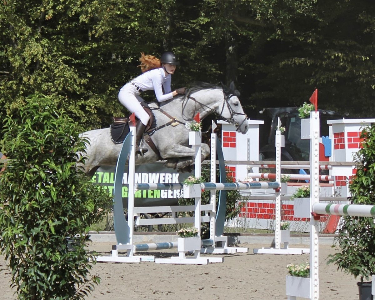 jumper Cleo Patra (Hanoverian, 2011, from Calido I)