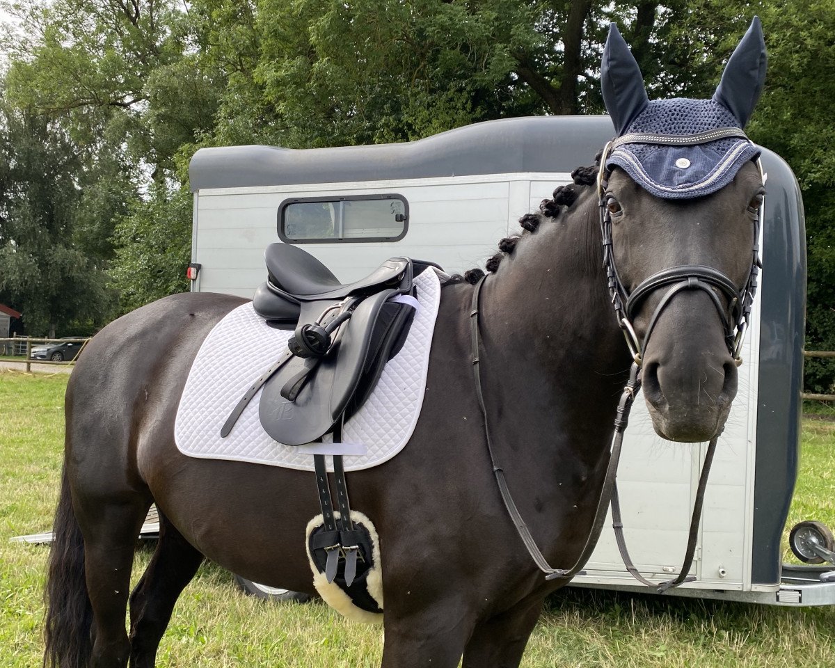 dressage horse Black Pearl 110 (Bavarian, 2009, from Swarovski)