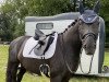 Dressurpferd Black Pearl 110 (Bayer, 2009, von Swarovski)