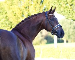 dressage horse Sam von der Weide (Hanoverian, 2018, from Secret)