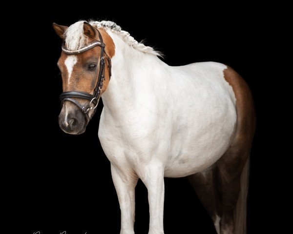 dressage horse Ludwig (unknown, 2017)