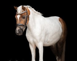 dressage horse Ludwig (unknown, 2017)