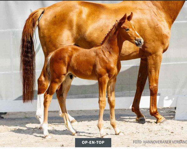 dressage horse Op-En-Top (Hanoverian, 2023, from Opoque)