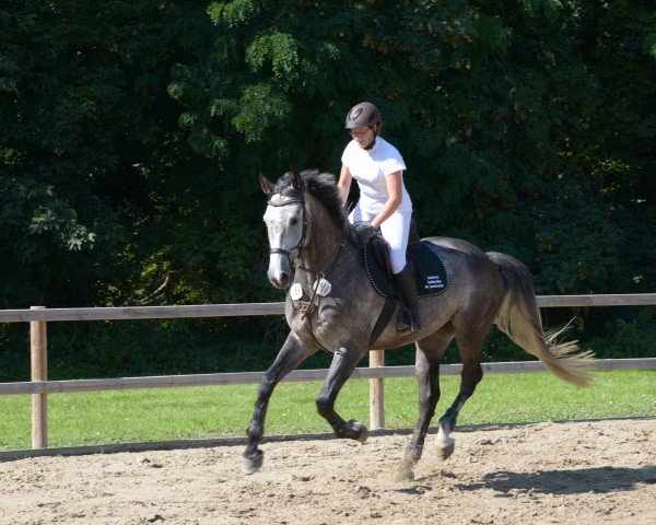 jumper Discario RP (German Sport Horse, 2018, from Discar)