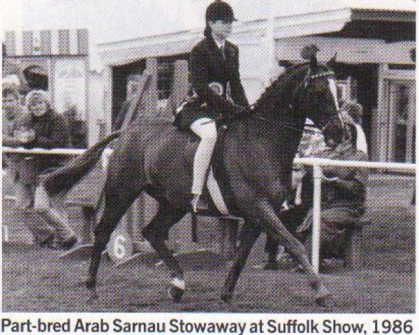 Pferd Sarnau Stowaway (British Riding Pony, 1976, von Malan ox)