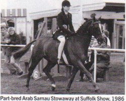 horse Sarnau Stowaway (British Riding Pony, 1976, from Malan ox)