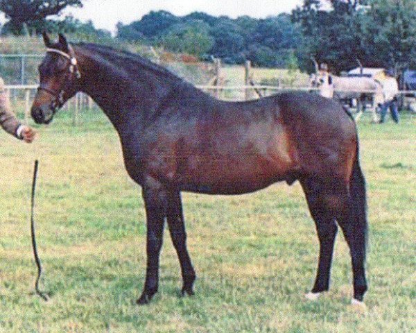 Pferd Llanarth Alleycat (British Riding Pony, 1992, von Cusop Disciplin)