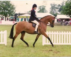 horse Rotherwood Flight of Fancy (British Riding Pony, 1997, from Strinesdale Matador)