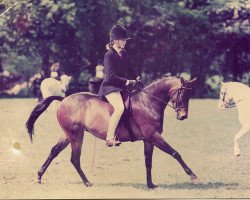 Zuchtstute Rotherwood Gazelle (British Riding Pony, 1992, von Solway North Wind)