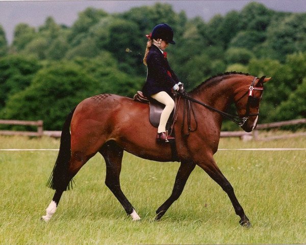 Zuchtstute Rotherwood Peek-a-boo (British Riding Pony, 1996, von Westacre Concerto)