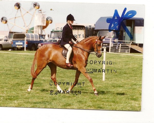 Zuchtstute Rotherwood Bo Peep (Welsh Partbred, 1988, von Solway North Wind)