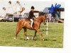 Zuchtstute Rotherwood Bo Peep (Welsh Partbred, 1988, von Solway North Wind)