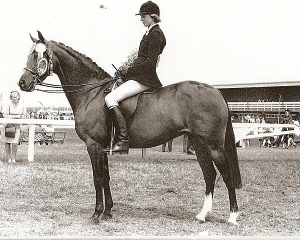 Zuchtstute Rotherwood Peep-Show (Welsh Partbred, 1967, von Chirk Caradoc)