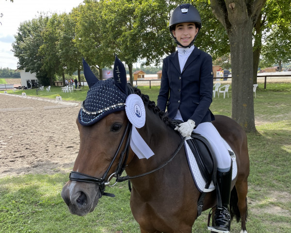dressage horse Now or Never 29 (German Riding Pony, 2011, from Nobel Nagano NRW)