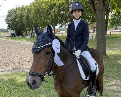 Dressurpferd Now or Never 29 (Deutsches Reitpony, 2011, von Nobel Nagano NRW)