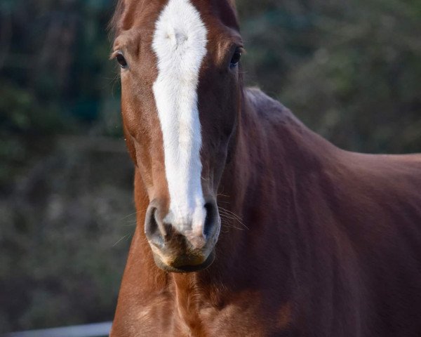 broodmare Burlesque von der Held (Westphalian, 2013, from Belissimo NRW)