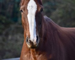 broodmare Burlesque von der Held (Westphalian, 2013, from Belissimo NRW)