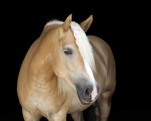 broodmare Usiella (3,905% ox) (Edelbluthaflinger, 2017, from München 2010 (5,47% ox))