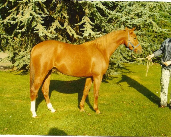 Pferd Rotherwood Pandora (British Riding Pony, 2004, von Rotherwood Peter Pan)
