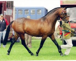 stallion Rotherwood Peeping Tom (British Riding Pony, 2005, from Strinesdale Matador)