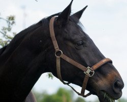 dressage horse Santos Carrera (Westphalian, 2002, from Saint Tropez)