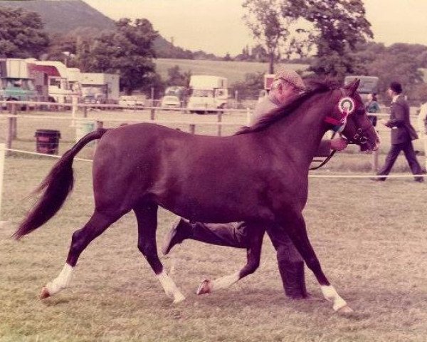 Zuchtstute Rotherwood Penny Royale (Welsh Pony (Sek.B), 1978, von Keston Royal Occasion)