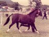 Zuchtstute Rotherwood Penny Royale (Welsh Pony (Sek.B), 1978, von Keston Royal Occasion)