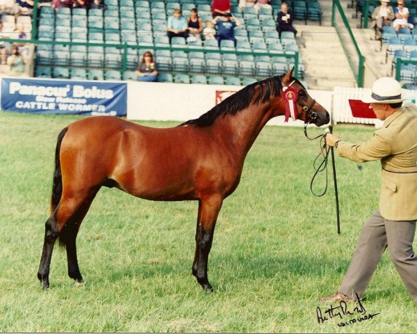 stallion Rotherwood Spycatcher (Welsh-Pony (Section B), 1994, from Orielton Aristocrat)