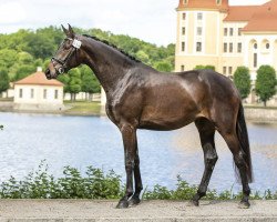 Zuchtstute Festina (Deutsches Sportpferd, 2017, von Santo Domingo)