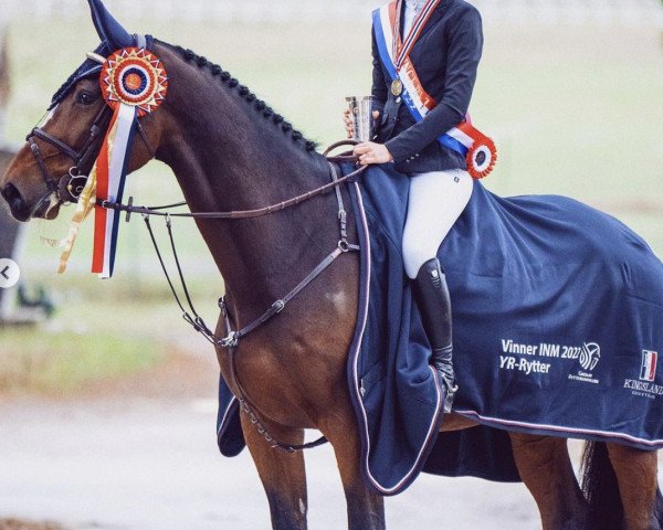 jumper Infinity HST (KWPN (Royal Dutch Sporthorse), 2013, from Denzel Vt Meulenhof)