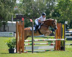 Springpferd Amego (Haflinger, 2007, von Abendsturm)