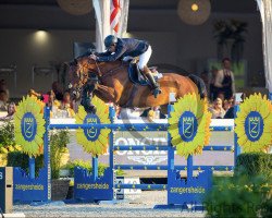 jumper Citizen Mezz (Oldenburg show jumper, 2010, from Chacco-Blue)