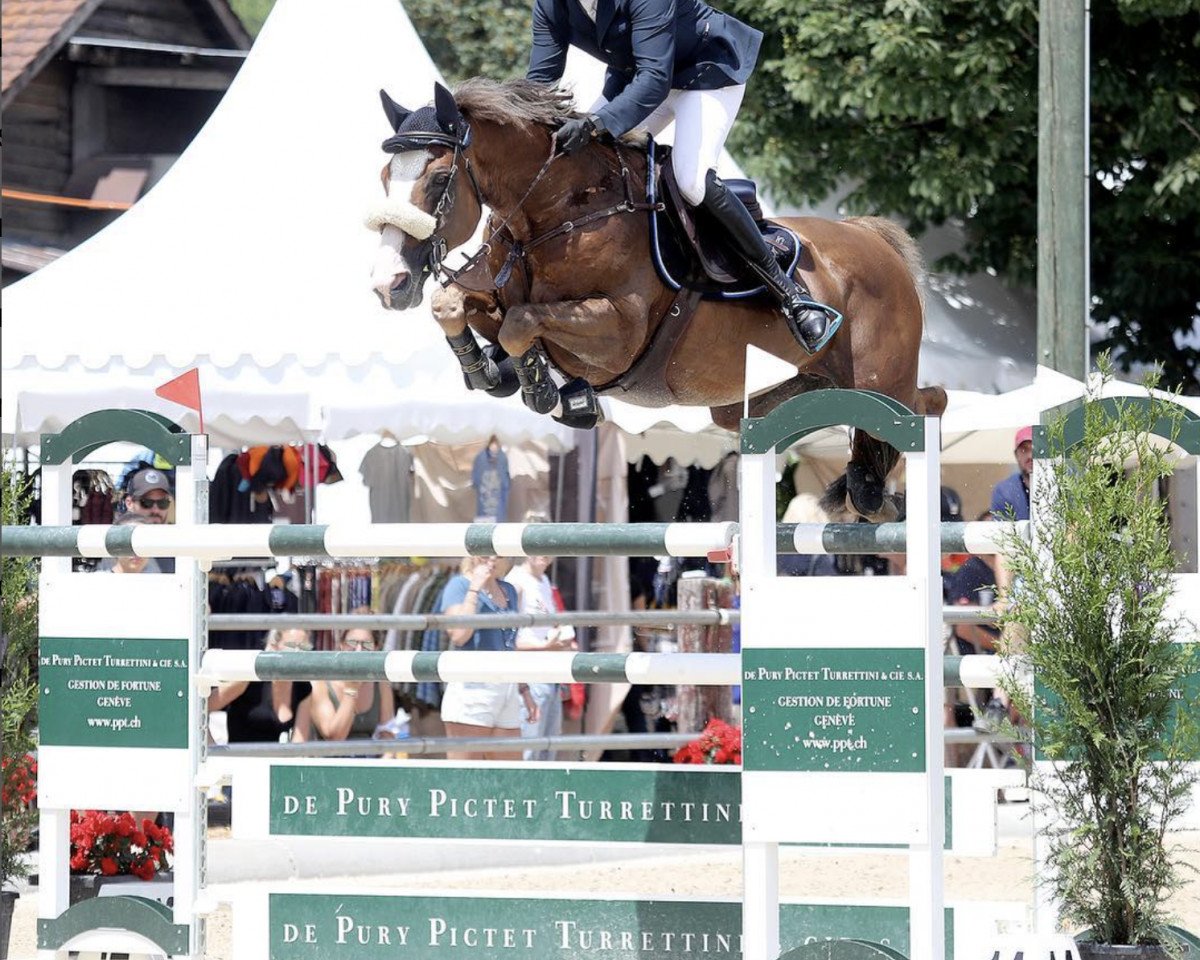 stallion Ouessant de Perhet (Selle Français, 2002, from Quidam de Revel)