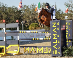 jumper Nemo HH (Belgian Warmblood, 2013, from Elvis Ter Putte)