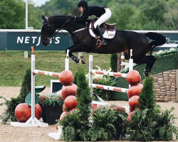 jumper Puertas Liz (Swedish Warmblood, 2009, from Callahan)