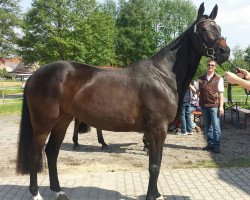 broodmare Dark Dream of Tipsy (Bavarian, 2011, from Tipsy's Pet xx)