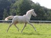 dressage horse Mcay Dusty Gold Digger (German Riding Pony, 2023, from Don Papa WE)