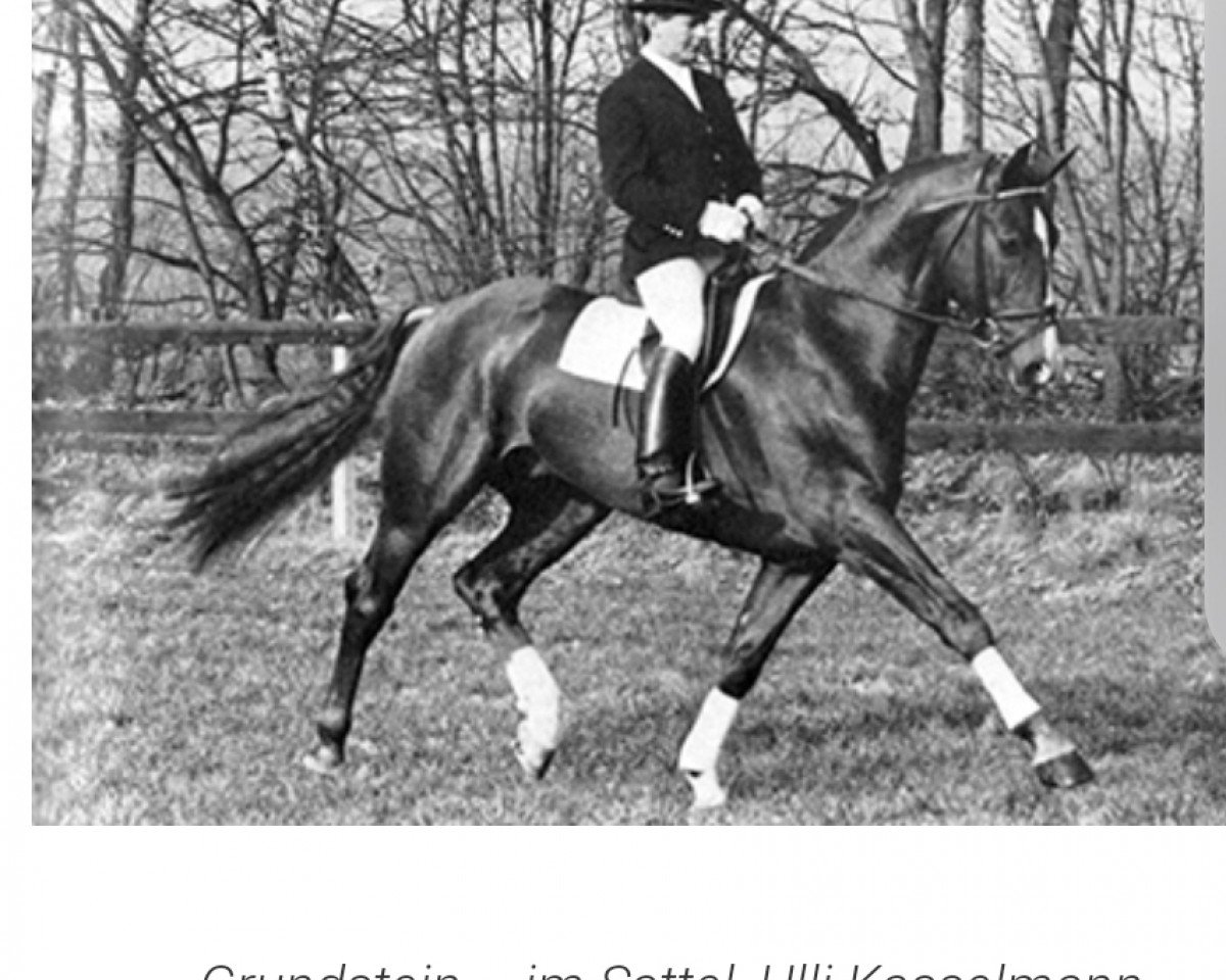 Deckhengst Grundstein I (Hannoveraner, 1975, von Graphit)