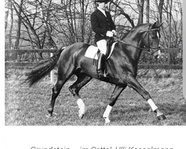 stallion Grundstein I (Hanoverian, 1975, from Graphit)