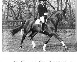 stallion Grundstein I (Hanoverian, 1975, from Graphit)