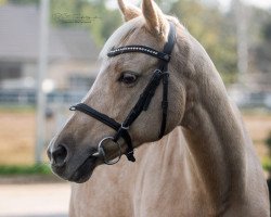 broodmare Invincible Spirit (German Riding Pony, 2004, from Arts-Dancer-Boy)