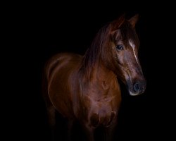 horse Askara 24 (German Riding Pony, 2007, from Onko)